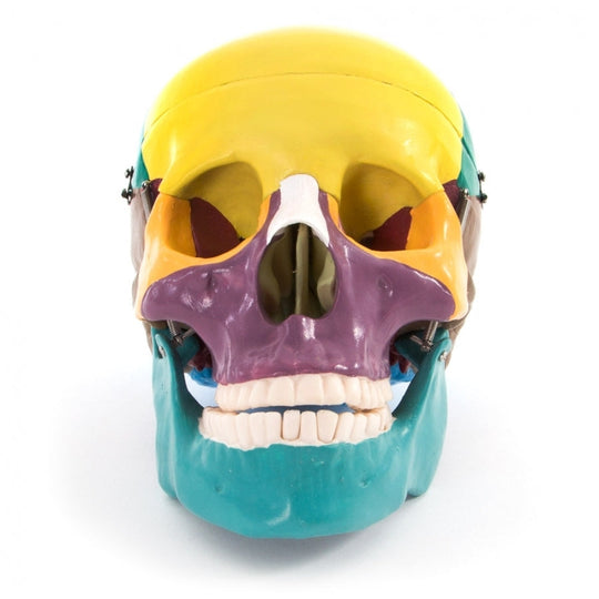 66FIT LIFE SIZE HUMAN SKULL - COLOURED BONES